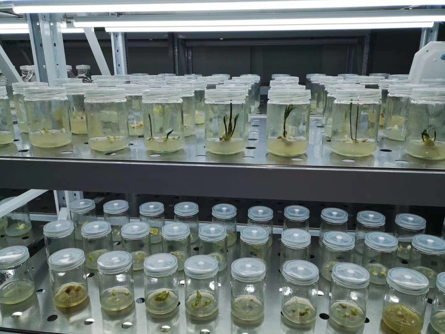 1668912020183786.jpg 组培5.jpg