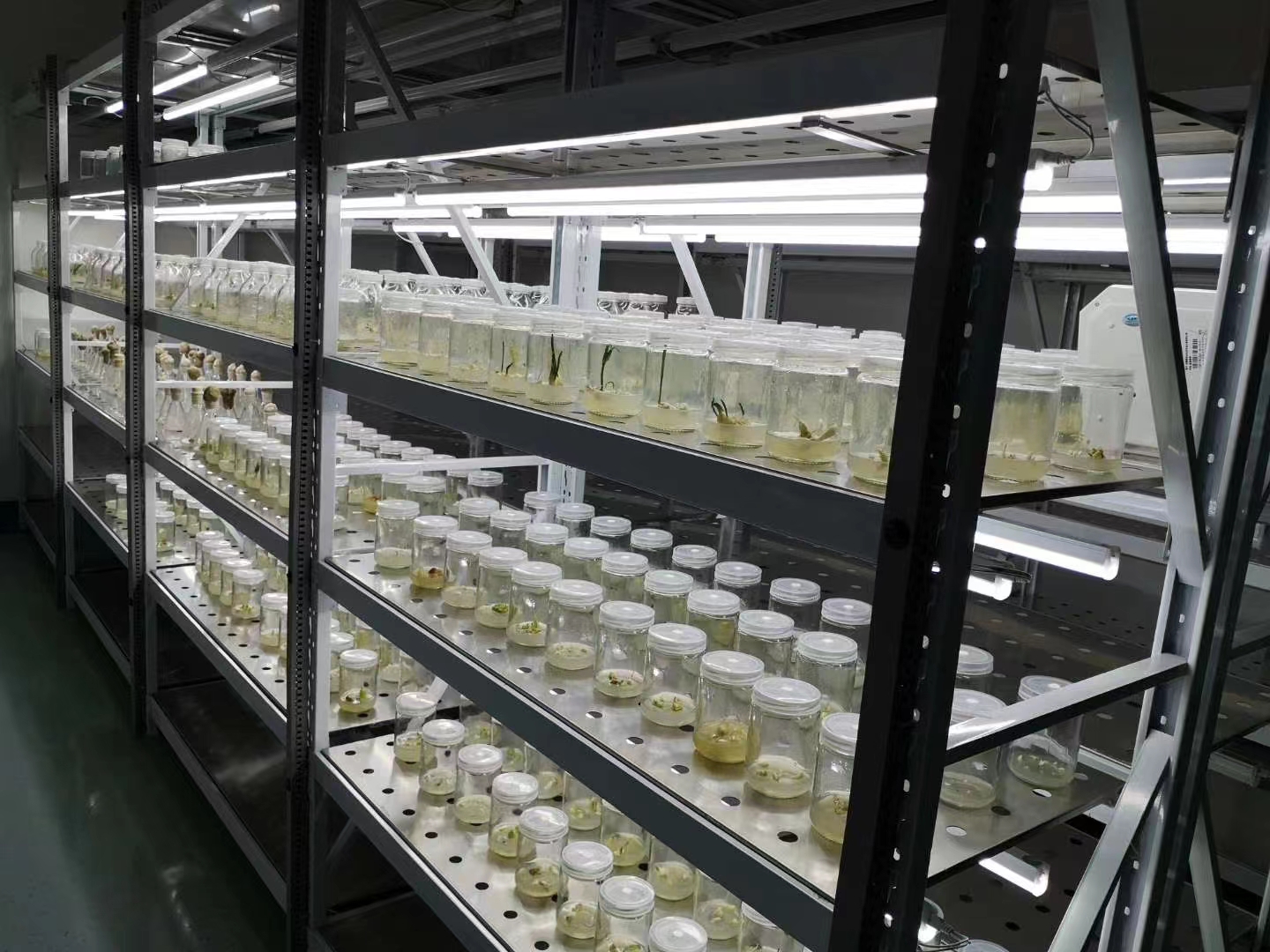 1668912028192123.jpg 组培4.jpg